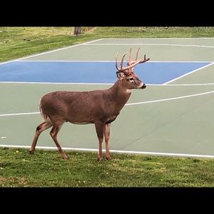 Meet your Posher, Jake